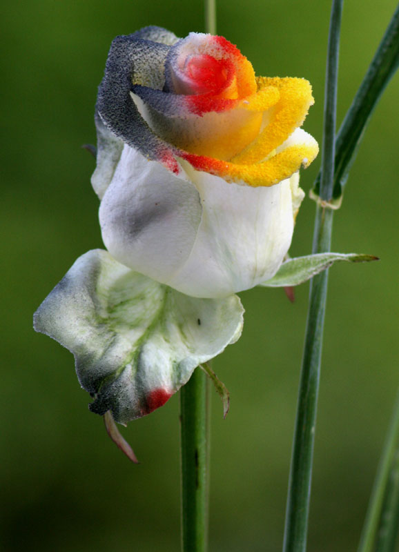  Passender Blumenschmuck auf den festlich gedeckten Tischen: Eine in den deutschen Nationalfarben kolorierte Rose.